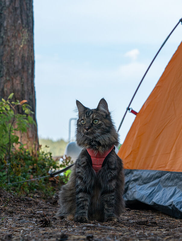 cat outdoors next to tent